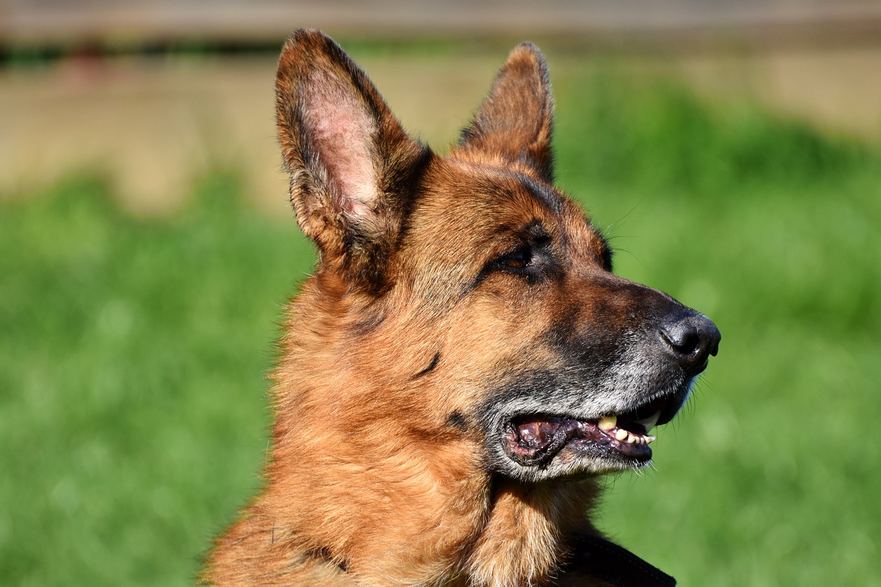 The Personality Traits of the German Shepherd